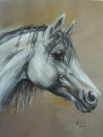 Pferdeportrait Araber