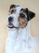 Parson Russel Terrier