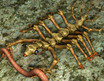 Arthropode mit Wurm  Arthropod with Worm