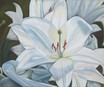 Wei�e Lilien