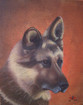 Hunde-Portrait Jacky