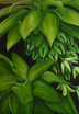 curcuma
