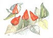 Red Hot Chili Pepper