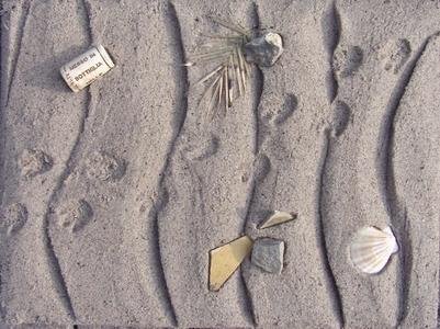 palm beach scene