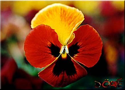 Stiefmuetterchen-rotgelb