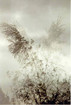 Wind