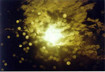 Golden Rain