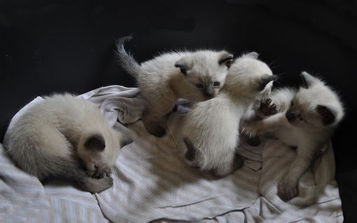 Auf ins neue Leben! 3 Siamk�tzchen und 1 Siamkaterchen