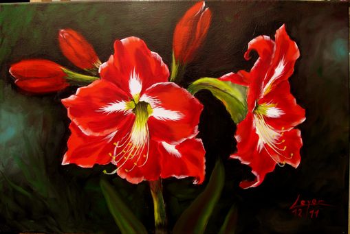 Rote Amaryllis