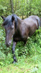 edle Wildpferde im Bluntautal