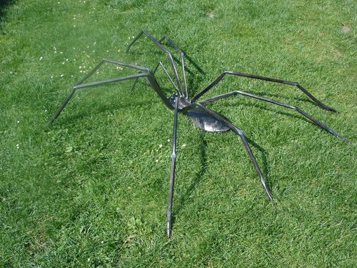 Die Hausspinne