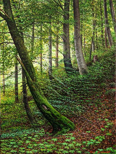Laubwald in der N�he von Schongau