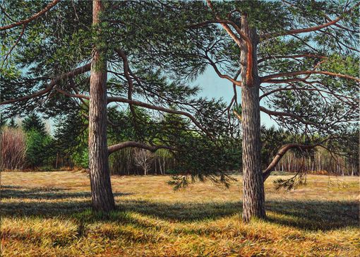 Waldwiese mit Kiefern