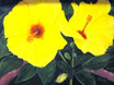 Hibiskus 