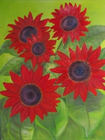 Sonnenblume Rot