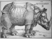 Rhinocerus Repro nach Albrecht D�rer