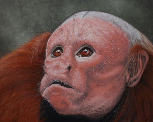 Uakari