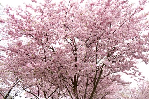 Hanami Munich