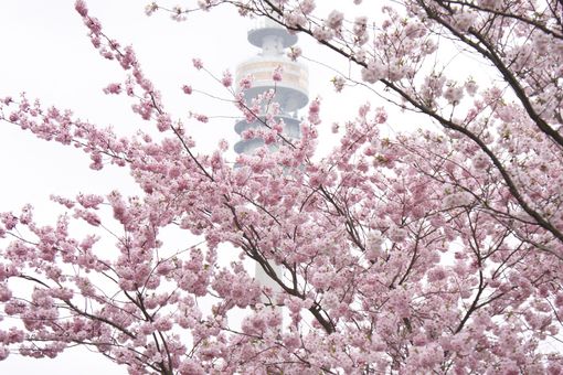 Hanami Munich