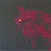 Hell Dog