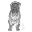 Rufus - Shar Pei