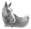 Warmblut