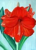 Ameryllis
