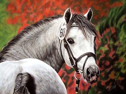 Welsh B Hengst