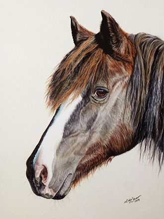 Welsh Cob 
