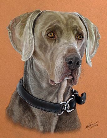 Weimaraner