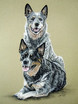 Cattle dogs