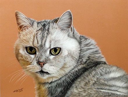 Kurzhaar silver tabby spotted