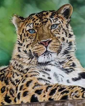 Amur Leopard 