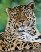 Amur Leopard 