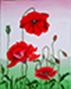 Sch�nen Mohn