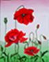 Sch�nen Mohn