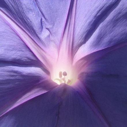 Ackerwinde im Gegenlicht - Bl�tenmakro