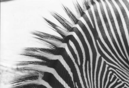 Zebrapunk