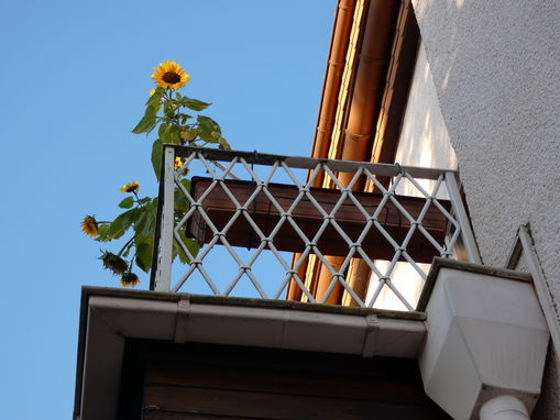 die standhafte Sonnenblume 