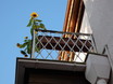 die standhafte Sonnenblume 