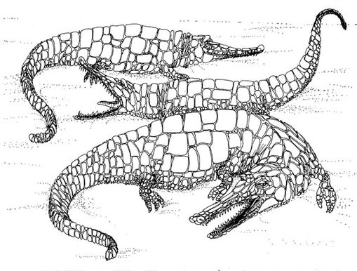 Drei Krokodile