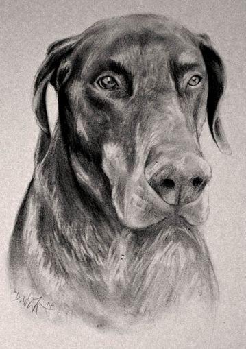 Hundezeichnung