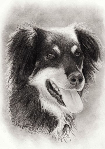 Hundezeichnung