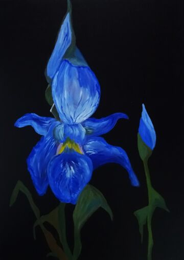 Iris