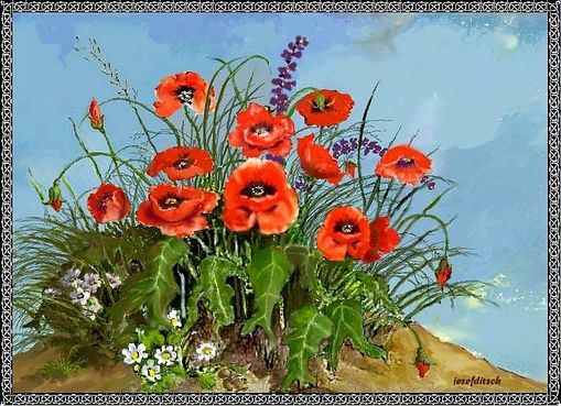 Klatschmohn