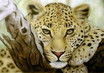 Leopard ------------...
