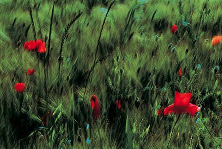 Berauschtes Kornfeld