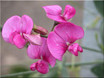 Flowers #2