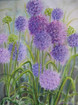 Allium
