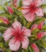 Rosa Hybiskus